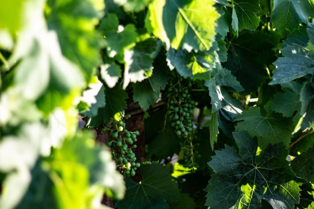 アルゲーロ The Vineyards Bed & Breakfast エクステリア 写真